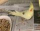 Cockatiel Birds for sale in Pittsburgh, PA, USA. price: $275