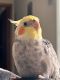 Cockatiel Birds for sale in Erie, PA, USA. price: $300