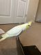 Cockatiel Birds for sale in Pflugerville, TX, USA. price: NA