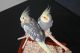 Cockatiel Birds for sale in Lawrenceville, GA 30044, USA. price: $650