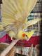 Cockatiel Birds for sale in Roseville, New South Wales. price: $650