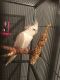 Cockatiel Birds for sale in Pondfield Rd, Bronxville, NY 10708, USA. price: NA