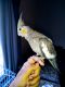 Cockatiel Birds for sale in Natrona Heights, PA 15065, USA. price: $180