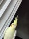 Cockatiel Birds for sale in Pittsburgh, PA, USA. price: $400