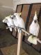 Cockatoo Birds for sale in Denver, CO, USA. price: $1,000
