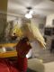 Cockatoo Birds for sale in Howard, OH 43028, USA. price: $2,900