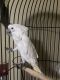 Cockatoo Birds for sale in Midlothian, IL 60445, USA. price: $1,800