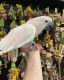Cockatoo Birds for sale in Florida's Turnpike, Orlando, FL, USA. price: $2,000