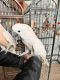 Cockatoo Birds for sale in New Castle, CO 81647, USA. price: $5,000