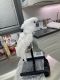 Cockatoo Birds for sale in Moorestown, NJ 08057, USA. price: NA