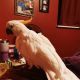 Cockatoo Birds for sale in Heath, OH 43056, USA. price: $600