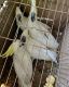 Cockatoo Birds for sale in Denver, Colorado. price: $800