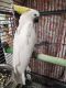 Cockatoo Birds for sale in Burbank, Illinois. price: $3,500