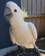 Cockatoo Birds for sale in Andrews, North Carolina. price: $500