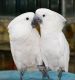Cockatoo Birds for sale in Philadelphia, PA, USA. price: $500