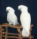 Cockatoo Birds for sale in Omar Ave, Carteret, NJ 07008, USA. price: NA
