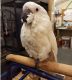 Cockatoo Birds for sale in Columbus, OH, USA. price: $600
