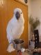 Cockatoo Birds for sale in Shippensburg, PA 17257, USA. price: $1,200