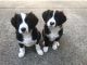 Collie Puppies Available