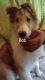 Collie Puppies for sale in Hiddenite, NC 28636, USA. price: $300