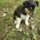 Collie Puppies for sale in Brewster, OH, USA. price: NA