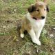 Collie Puppies for sale in Brewster, OH, USA. price: NA