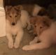 Collie Puppies for sale in Forest Hills, PA, USA. price: NA