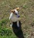 Collie Puppies for sale in Fayetteville, NC, USA. price: $150