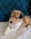 Collie Puppies for sale in Seward, PA 15954, USA. price: NA