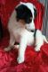 Collie Puppies for sale in Cleveland, OH, USA. price: NA