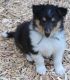 Collie Puppies for sale in South Haven, MI 49090, USA. price: $1,200