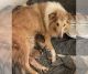 Collie Puppies for sale in High Point, NC, USA. price: $1,500