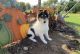 Collie Puppies for sale in Hinckley, MN 55037, USA. price: $950