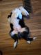 Collie Puppies for sale in Newberg, OR 97132, USA. price: NA