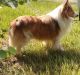 Collie Puppies for sale in Hibiscus Dr, Bayonet Point, FL 34668, USA. price: NA