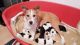 Sprollie Puppies For Sale,rough Collie,springer