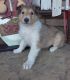 Cute Collie Puppies For Adoption