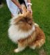 Akc registered sable rough collie