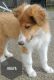 Purebred smooth and rough coated collie