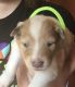 AKC Collie Puppies For Sale