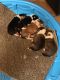 2 male collie puppies