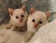 Colorpoint Shorthair Cats for sale in Springfield, MO, USA. price: NA