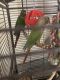 Conure Birds for sale in Little Ferry, NJ 07643, USA. price: NA