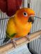 Conure Birds for sale in Columbus, OH, USA. price: NA