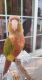 Conure Birds for sale in Erie, PA, USA. price: $600