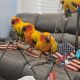 Conure Birds for sale in Buffalo, NY, USA. price: NA