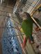 Conure Birds for sale in Williamstown, Monroe, NJ 08094, USA. price: NA