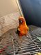 Conure Birds for sale in 1 Southview Ln, Huntington, WV 25705, USA. price: $1,000