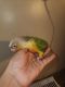 Conure Birds for sale in Queens, NY, USA. price: $400