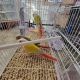 Conure Birds for sale in Honolulu, Hawaii. price: $550